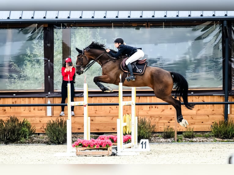 Holsteiner Hongre 9 Ans 168 cm Bai brun in Poznań
