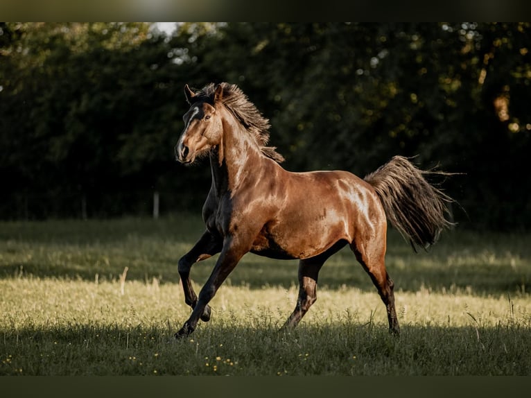 Holsteiner Hongre 9 Ans 168 cm Bai brun foncé in Satrup
