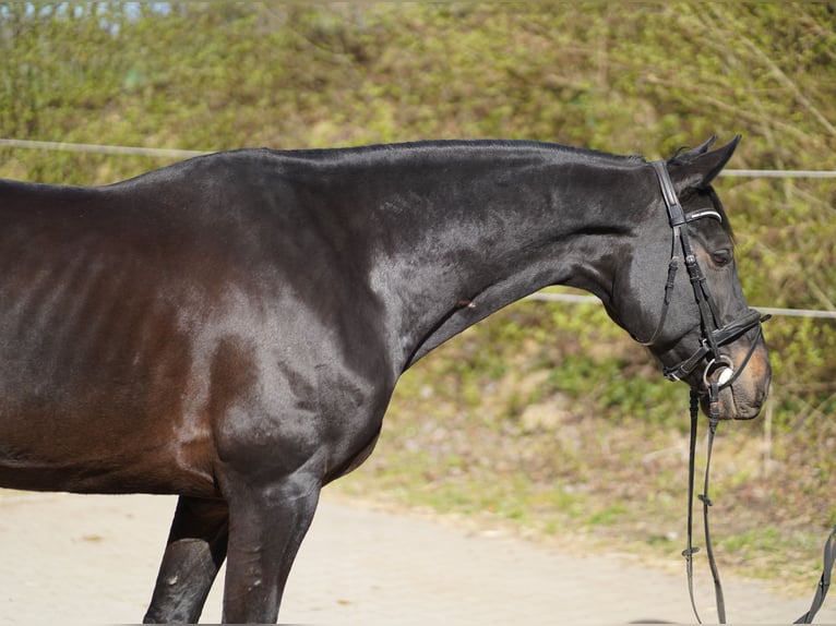 Holsteiner Hongre 9 Ans 168 cm Bai brun foncé in Otzberg