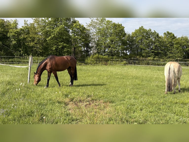 Holsteiner Hongre 9 Ans 168 cm Bai in Bad Marienberg