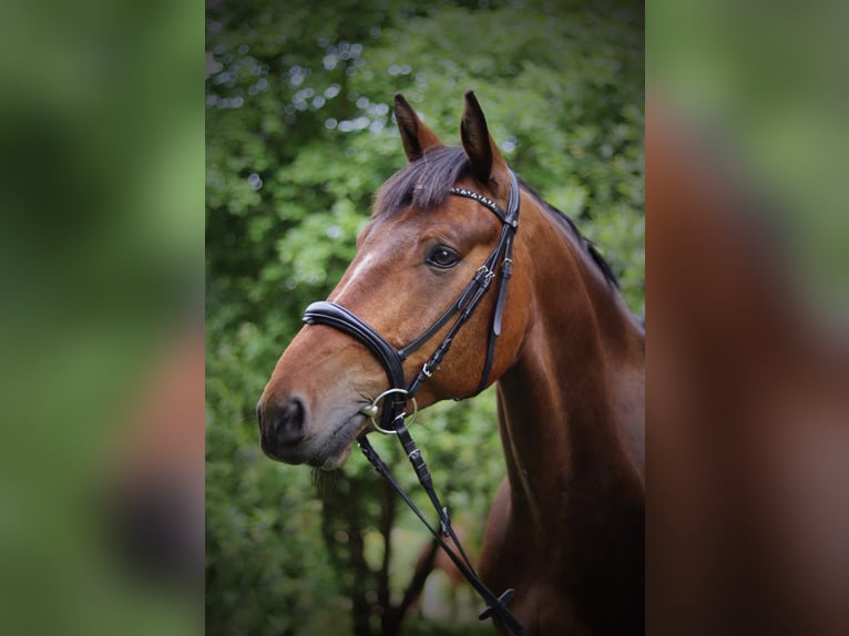 Holsteiner Croisé Hongre 9 Ans 168 cm Bai in Oldenburg Holsteiner Croisé Hongre 9 Ans 168 cm Bai in Oldenburg