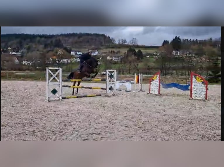 Holsteiner Hongre 9 Ans 172 cm Bai in Coburg