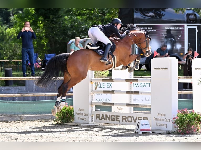 Holsteiner Hongre 9 Ans 172 cm Bai in Goldbach