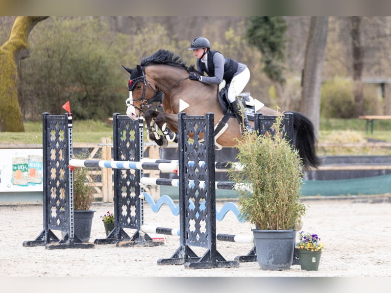 Holsteiner Hongre 9 Ans 172 cm Bai in Goldbach