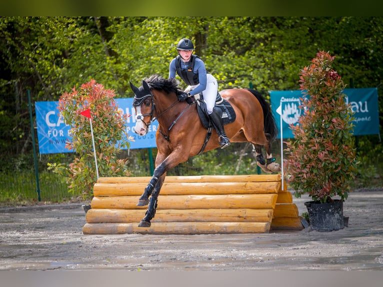 Holsteiner Hongre 9 Ans 172 cm Bai in Goldbach