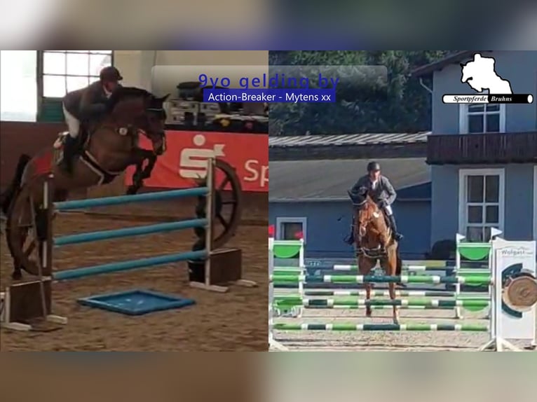 Holsteiner Hongre 9 Ans 172 cm Bai in Gadow