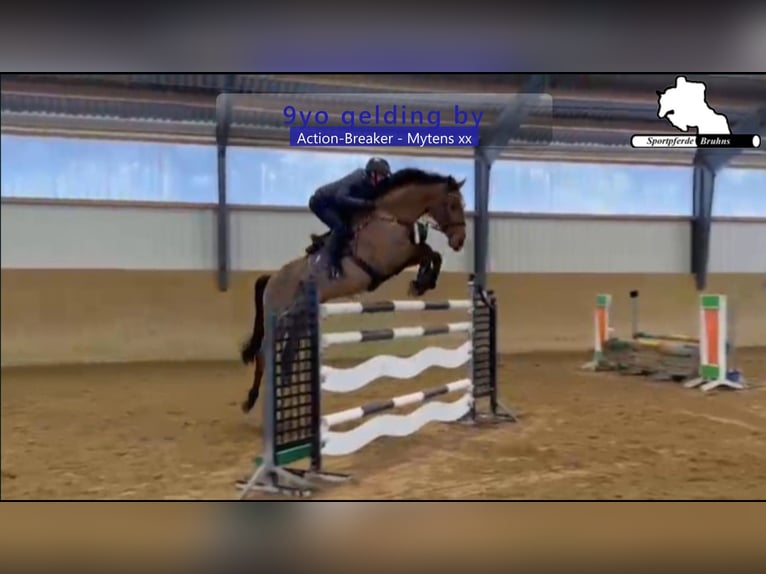 Holsteiner Hongre 9 Ans 172 cm Bai in Gadow