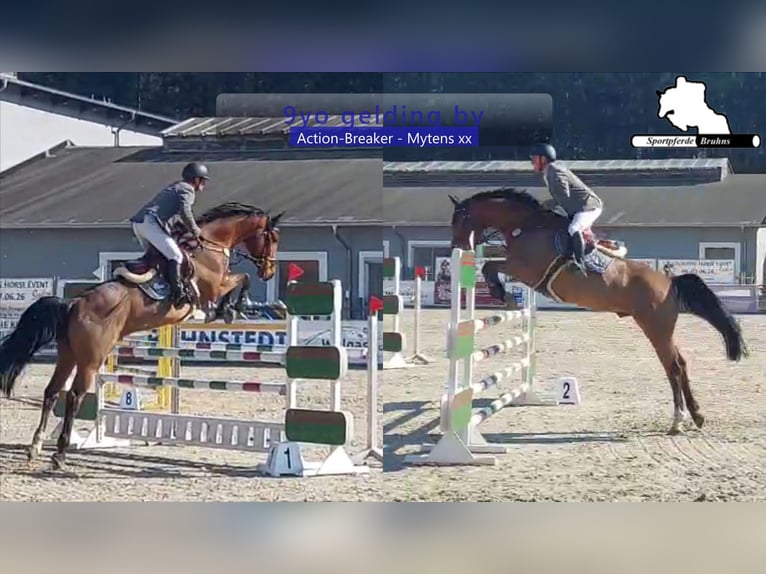 Holsteiner Hongre 9 Ans 172 cm Bai in Gadow