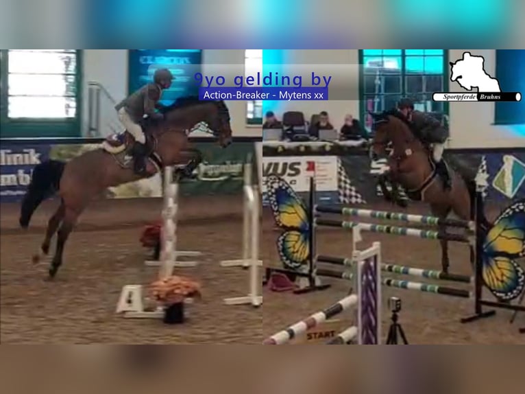 Holsteiner Hongre 9 Ans 172 cm Bai in Gadow