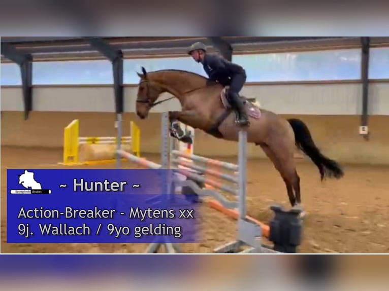 Holsteiner Hongre 9 Ans 172 cm Bai in Gadow