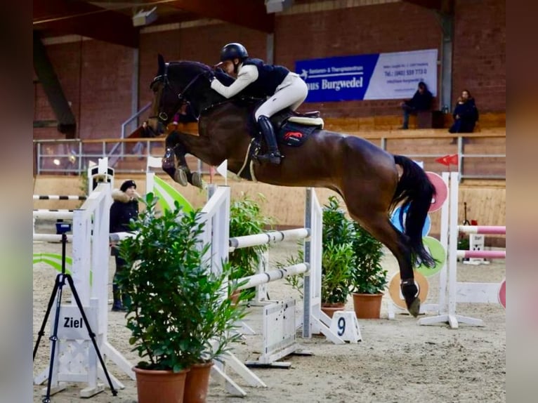 Holsteiner Hongre 9 Ans 173 cm Bai brun in Zeven