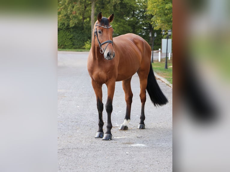 Holsteiner Hongre 9 Ans 173 cm Bai in Schwäbisch Hall