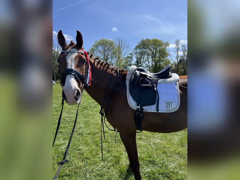 Holsteiner Hongre 9 Ans 175 cm Alezan in Wedel