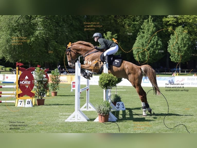 Holsteiner Hongre 9 Ans 175 cm Alezan in Hohn