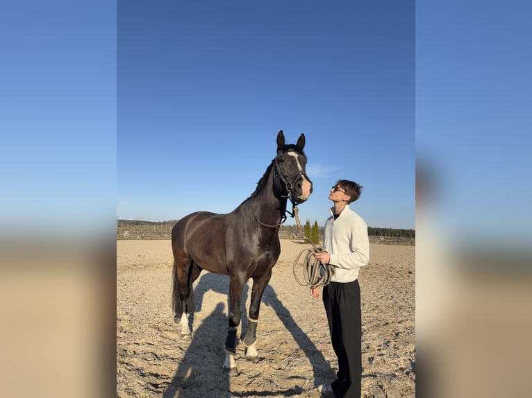 Holsteiner Croisé Hongre 9 Ans 175 cm Bai brun in Rakvere