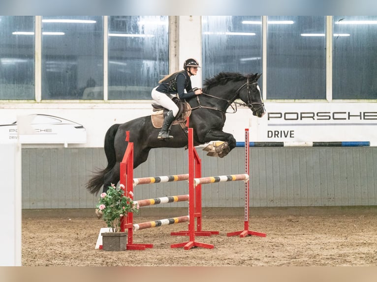 Holsteiner Croisé Hongre 9 Ans 175 cm Bai brun in Rakvere