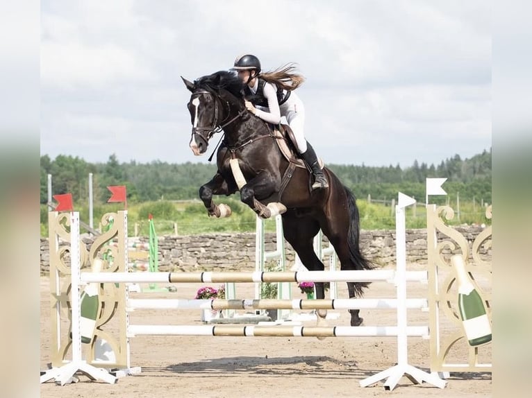 Holsteiner Croisé Hongre 9 Ans 175 cm Bai brun in Rakvere