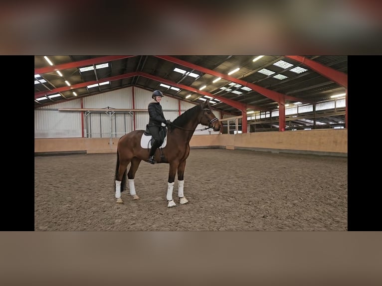 Holsteiner Hongre 9 Ans 179 cm Bai brun in Hohenfelde