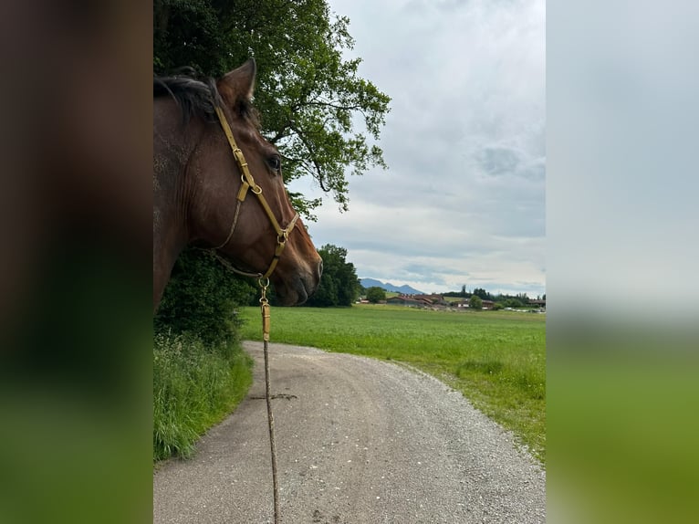 Holsteiner Hongre 9 Ans 180 cm Bai in Irschenberg