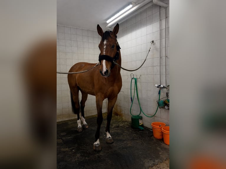 Holsteiner Hongre 9 Ans 182 cm Bai in Sulgen