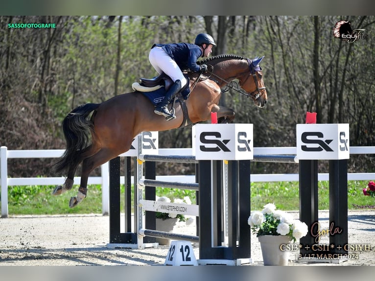 Holsteiner Hongre 9 Ans Bai in Veltheim AG
