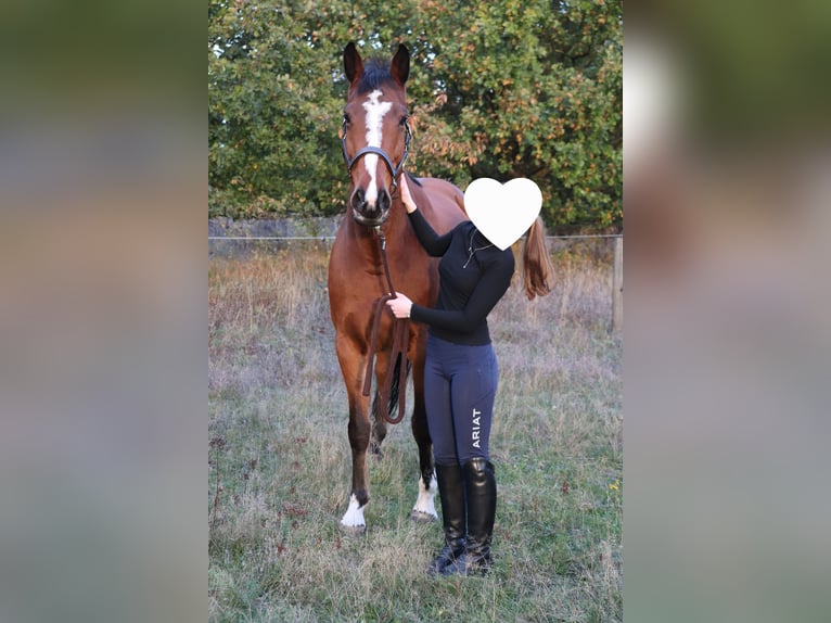 Holsteiner Jument 10 Ans 162 cm Bai in Wulfsen