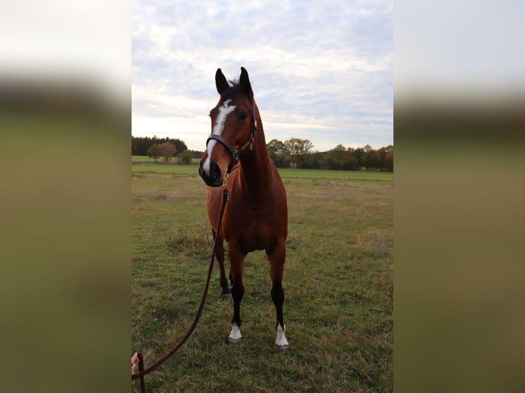 Holsteiner Jument 10 Ans 162 cm Bai in Wulfsen