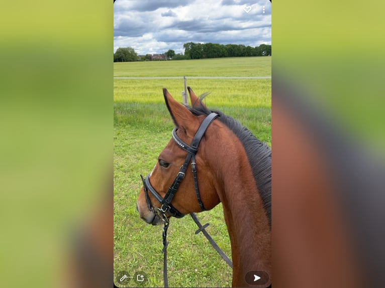 Holsteiner Jument 10 Ans 162 cm Bai in Wulfsen