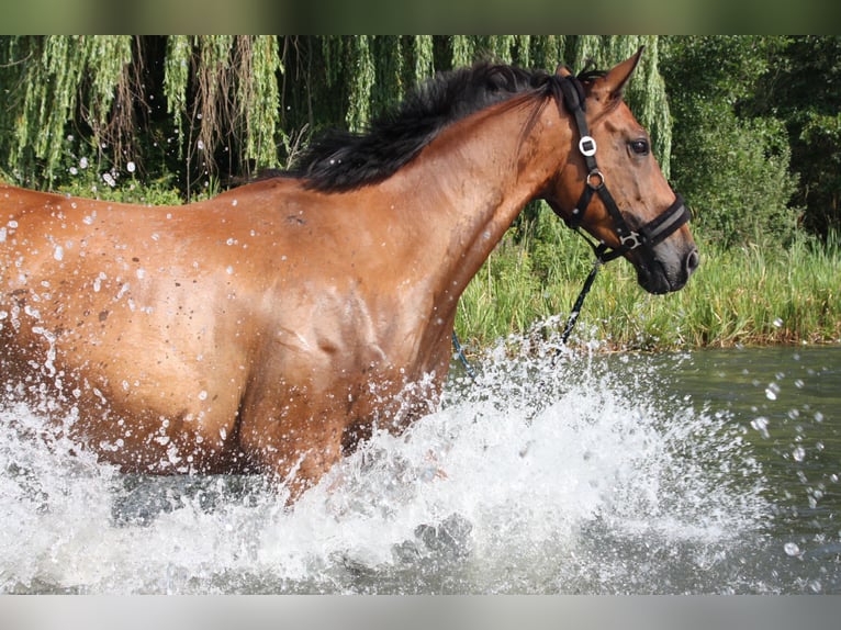 Holsteiner Jument 10 Ans 163 cm in Rosbach vor der Höhe Ober-Rosbach