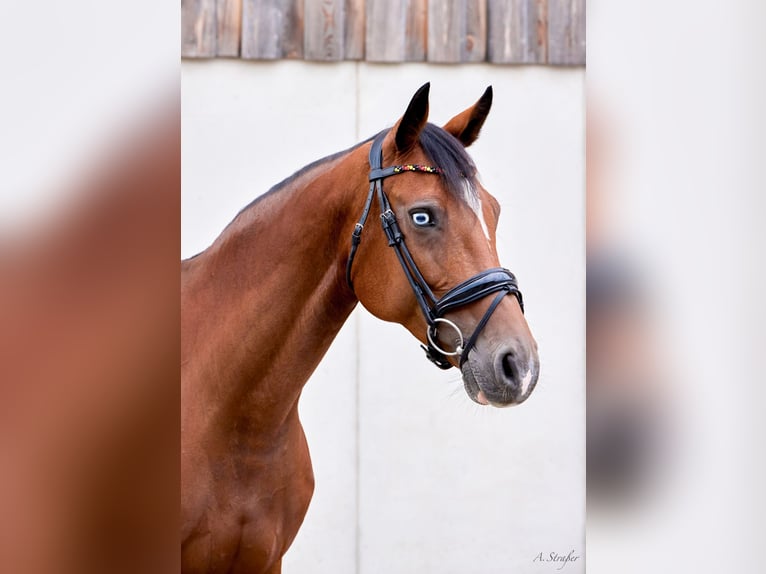 Holsteiner Jument 10 Ans 164 cm Bai in St Georgen bei Salzburg