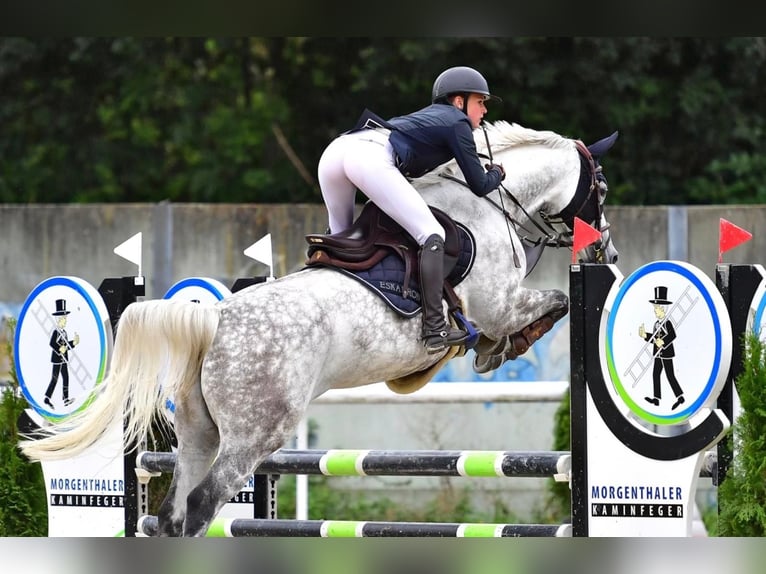 Holsteiner Jument 10 Ans 164 cm Gris in M&#xFC;nsingen