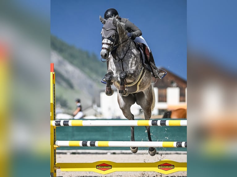 Holsteiner Jument 10 Ans 164 cm Gris in M&#xFC;nsingen