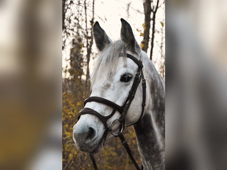 Holsteiner Jument 10 Ans 164 cm Gris in M&#xFC;nsingen