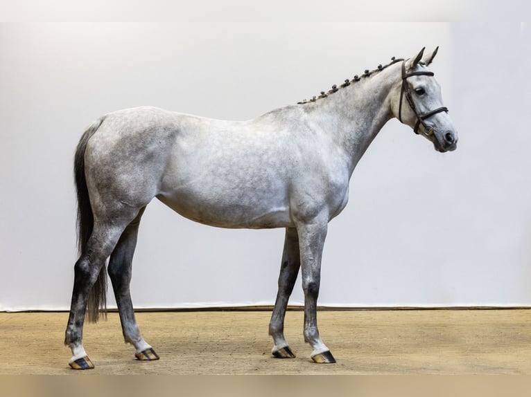 Holsteiner Jument 10 Ans 164 cm Gris in Waddinxveen