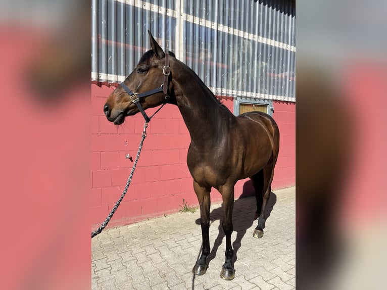 Holsteiner Jument 10 Ans 165 cm Bai brun in Köln