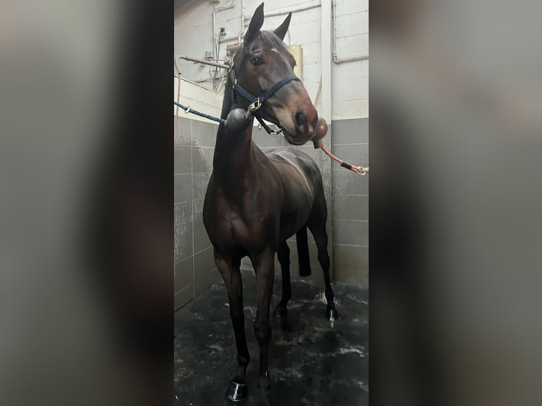 Holsteiner Jument 10 Ans 165 cm Bai brun in Köln