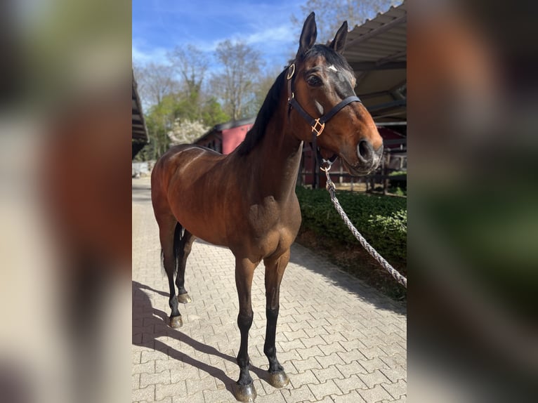 Holsteiner Jument 10 Ans 165 cm Bai brun in Köln