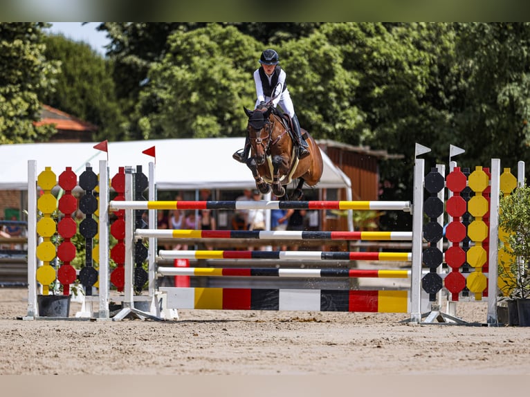 Holsteiner Jument 10 Ans 165 cm Bai brun in Köln