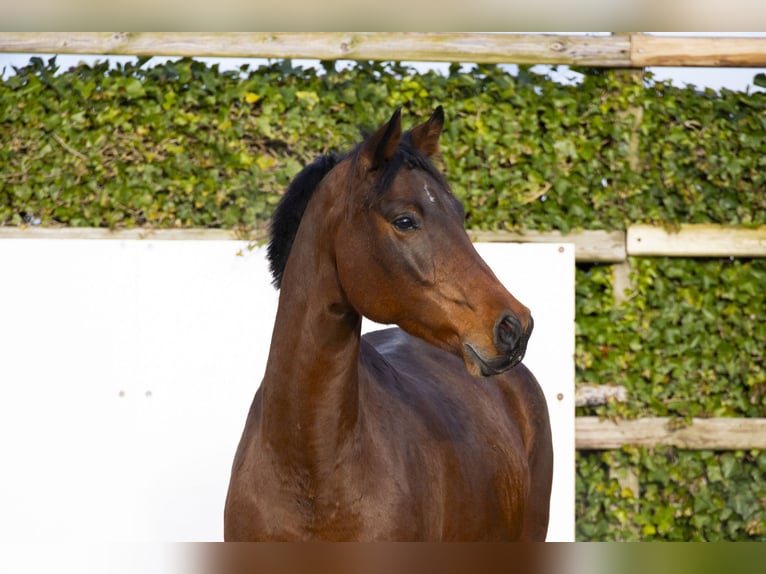 Holsteiner Jument 10 Ans 165 cm Bai in Waddinxveen