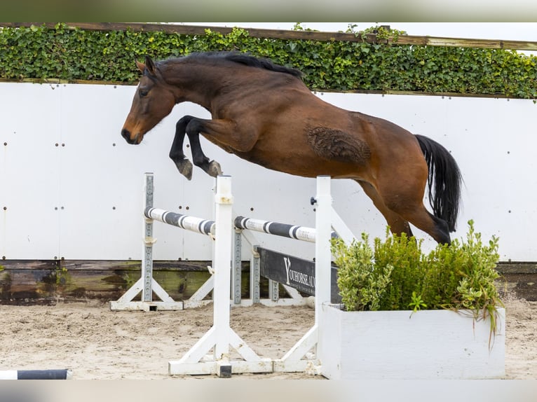 Holsteiner Jument 10 Ans 166 cm Bai in Waddinxveen