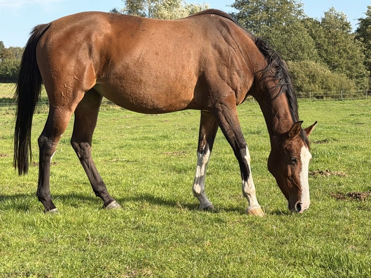 Holsteiner Jument 10 Ans 168 cm Bai in Krummesse