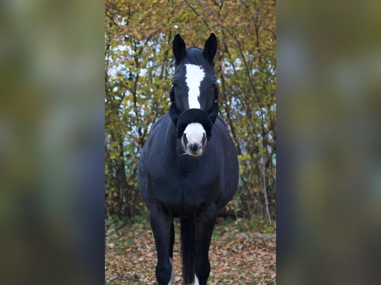 Holsteiner Jument 10 Ans 169 cm Bai brun in Tremsbüttel