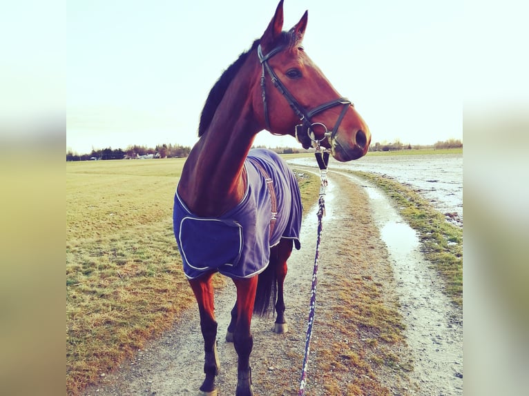 Holsteiner Jument 10 Ans 170 cm Bai in Moorenweis
