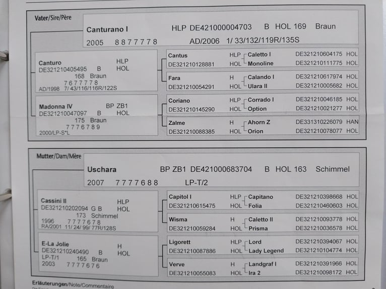 Holsteiner Jument 10 Ans 170 cm Bai in Moorenweis