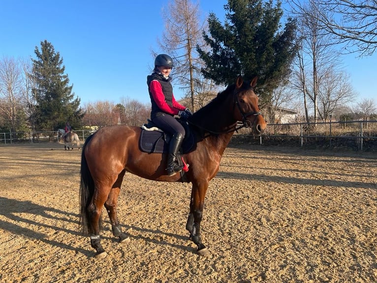 Holsteiner Jument 10 Ans 170 cm Bai in Moorenweis