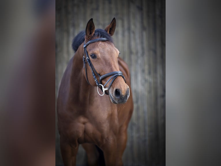 Holsteiner Jument 10 Ans 170 cm Bai in Moorenweis