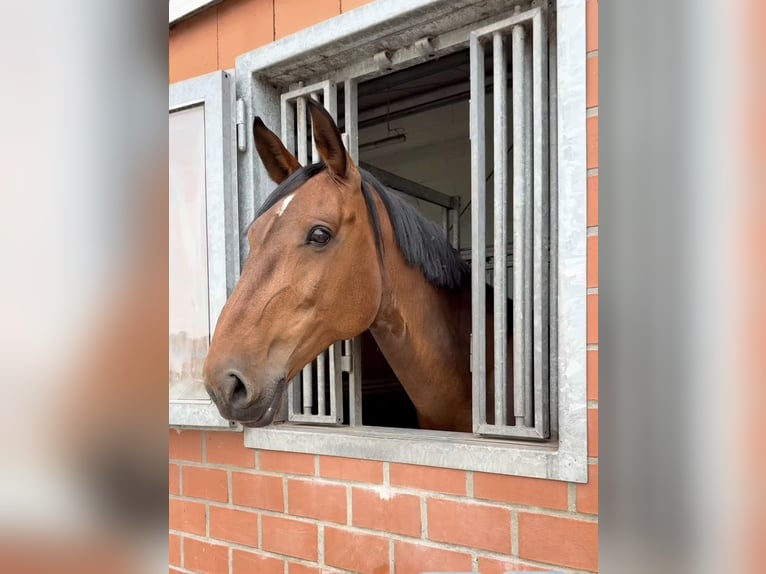 Holsteiner Jument 10 Ans 170 cm Bai in Neustadt am R&#xFC;benberge