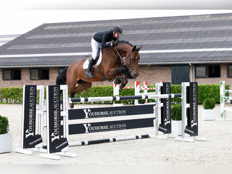 Holsteiner Jument 10 Ans 170 cm Bai in Waddinxveen Holsteiner Jument 10 Ans 170 cm Bai in Waddinxveen