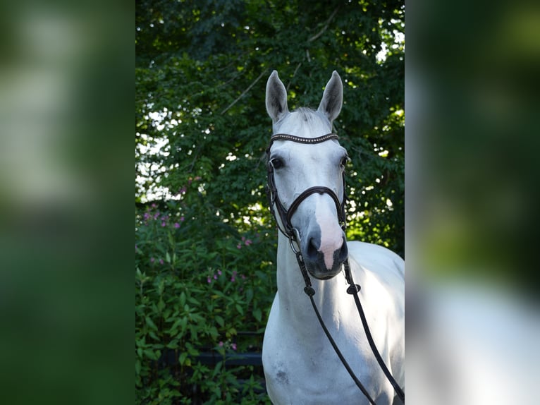 Holsteiner Jument 10 Ans 170 cm Gris in Utting am Ammersee