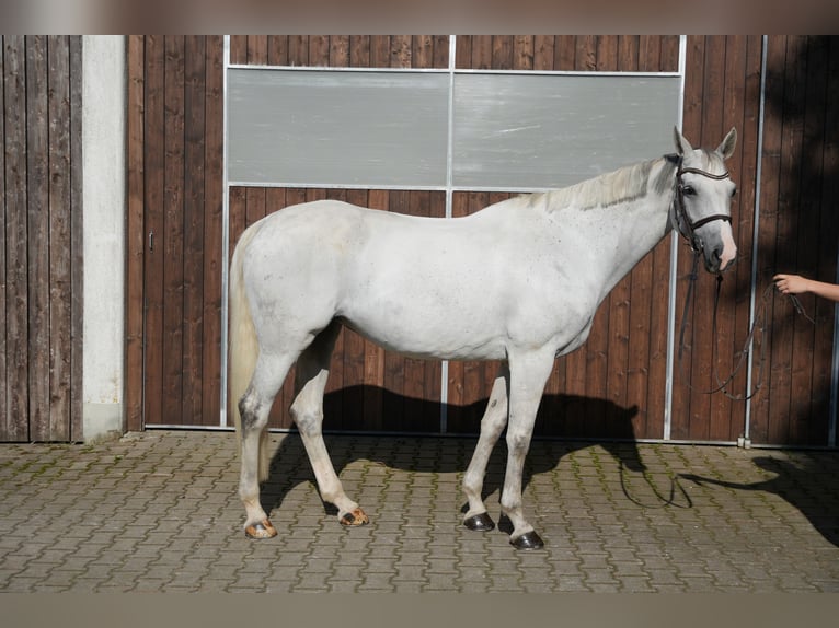 Holsteiner Jument 10 Ans 170 cm Gris in Utting am Ammersee